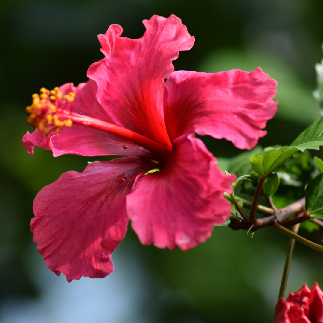 Hibiscus Oil