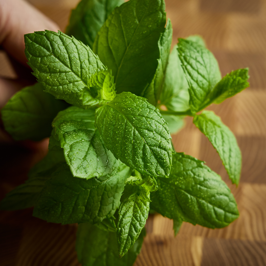 Spearmint Essential Oil