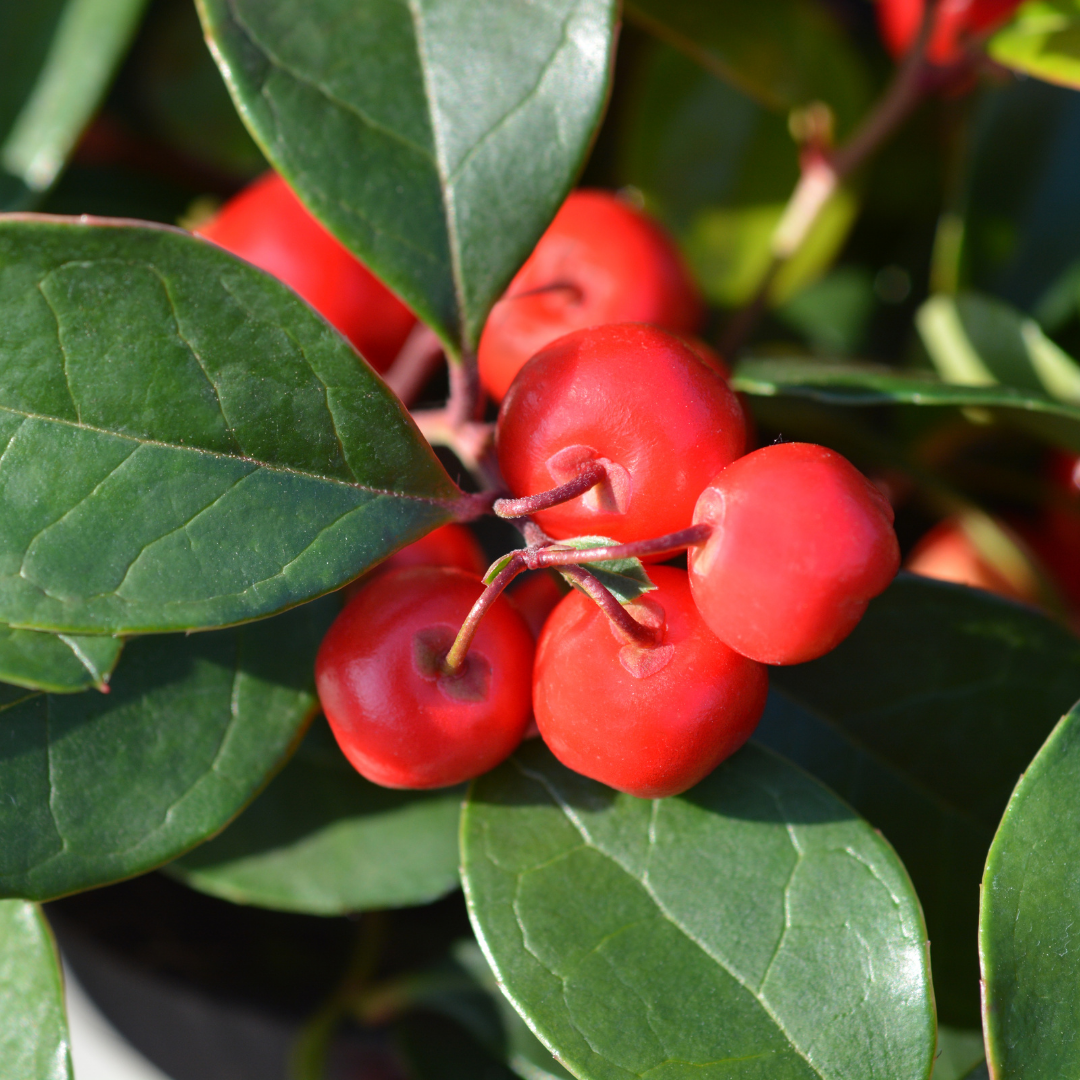 Winter Green Essential Oil