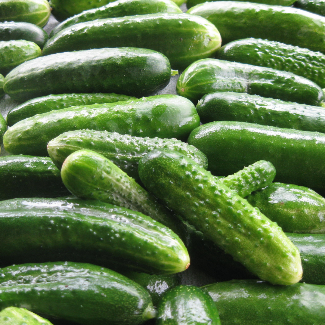 Cucumber Oil