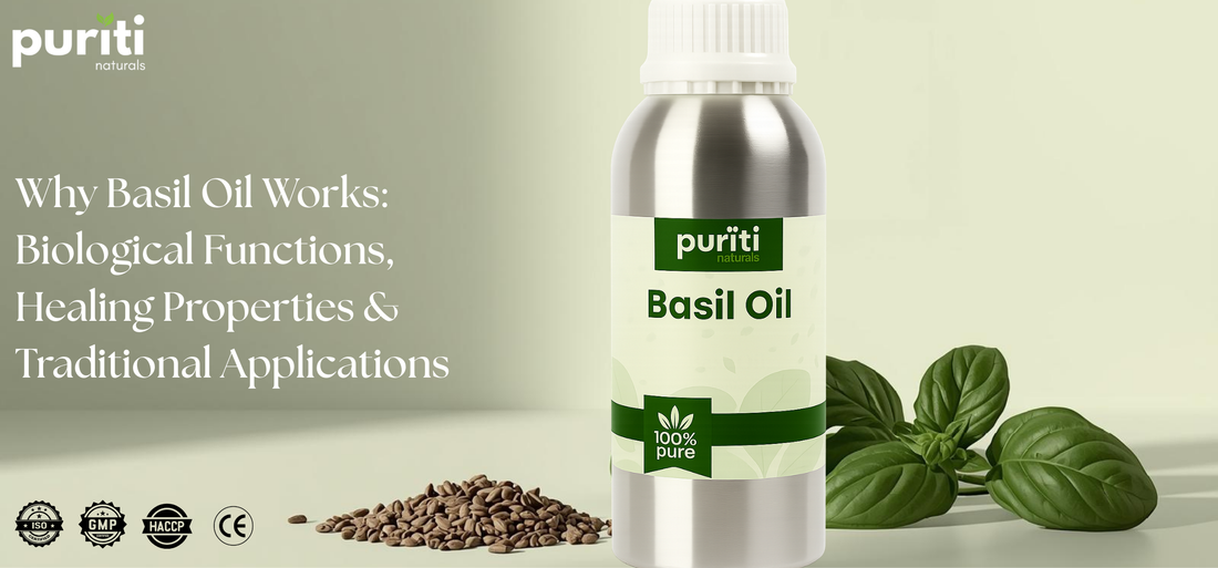 WHY BASIL OIL WORKS: BIOLOGICAL FUNCTIONS, HEALING PROPERTIES & TRADITIONAL APPLICATIONS