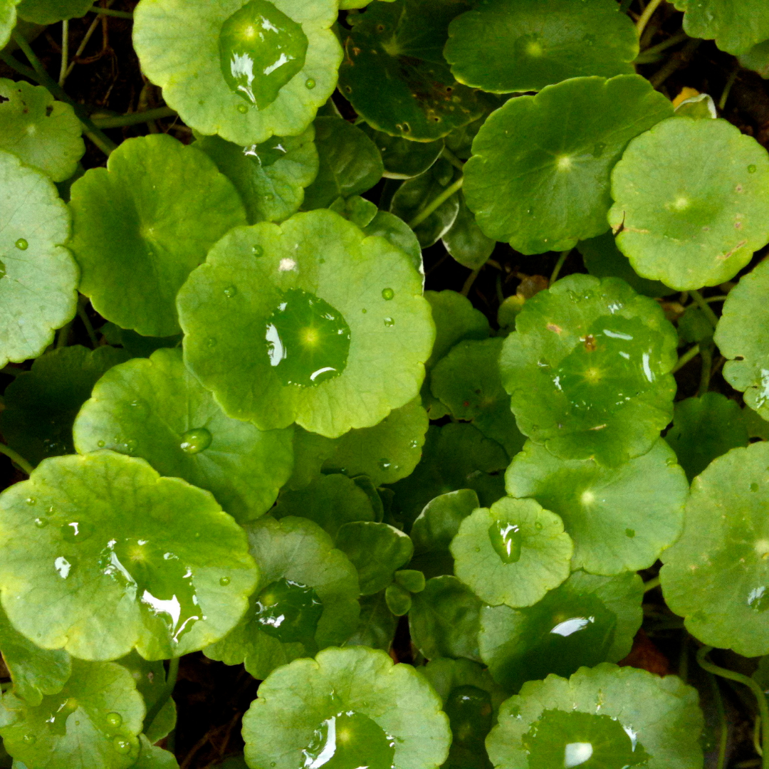 Gotu Kola Oil