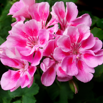 Geranium Essential Oil