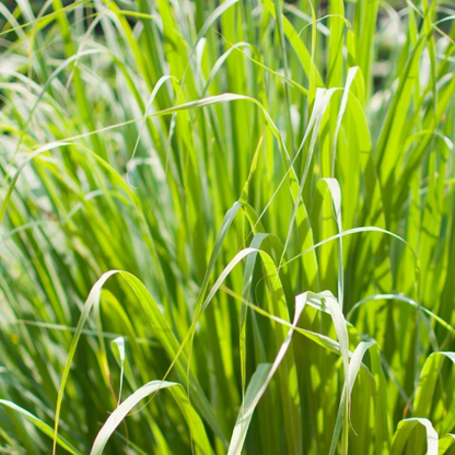 Palmarosa Essential Oil