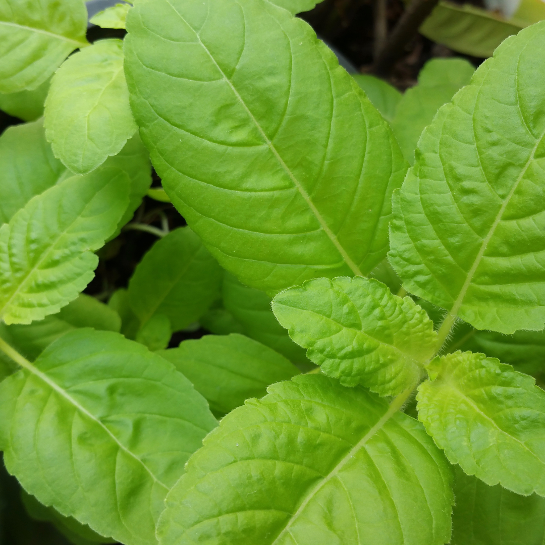 Holy Basil Essential Oil