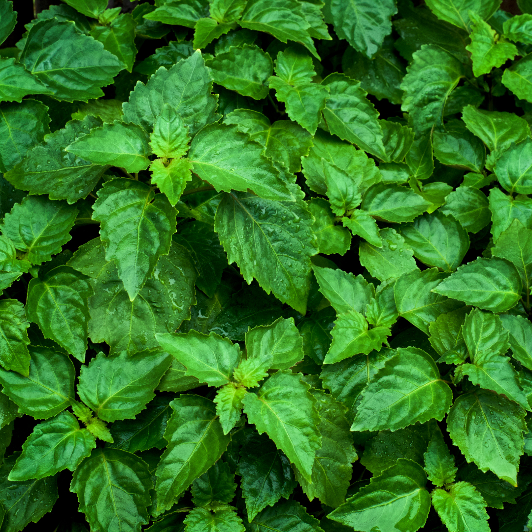 Patchouli Essential Oil