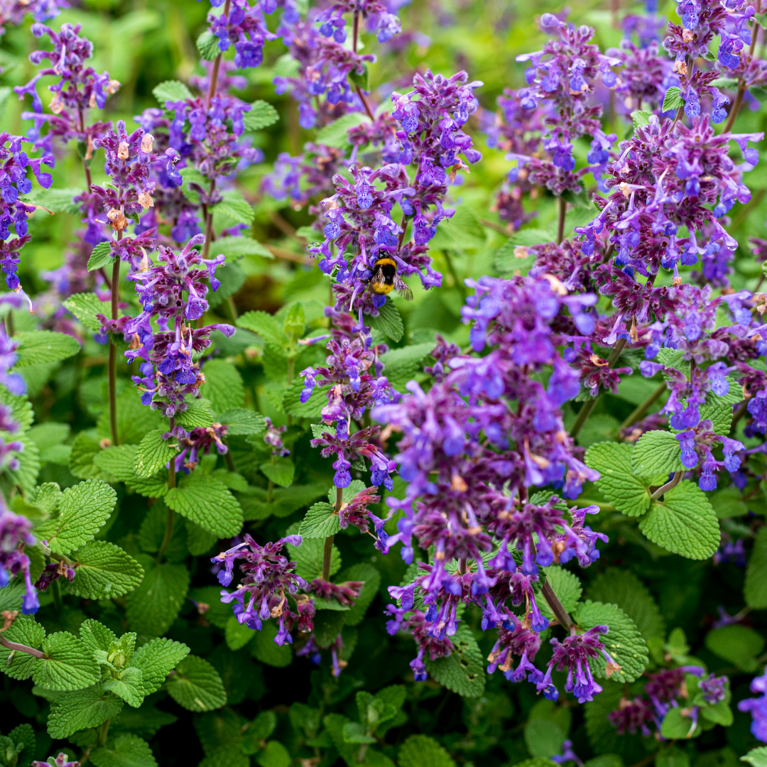Clary Sage Essential Oil