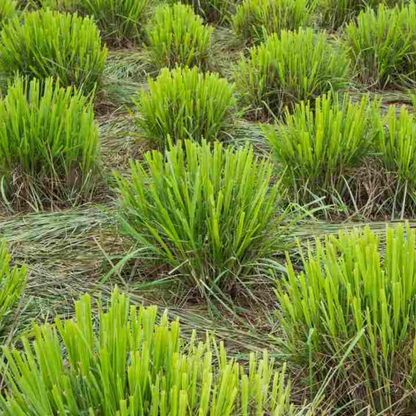 Lemongrass Essential Oil