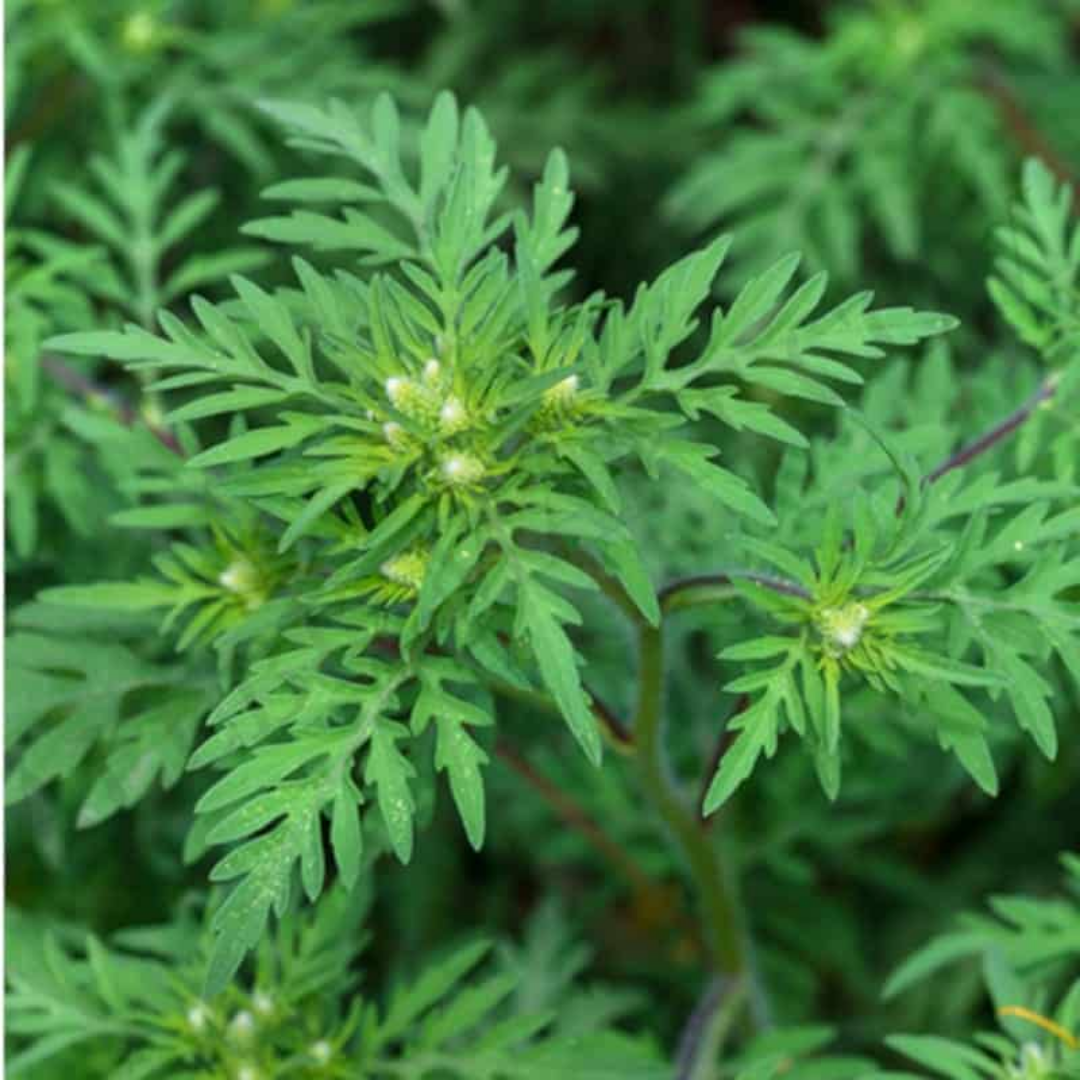 Davanam Essential Oil