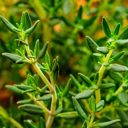 Thyme Essential Oil