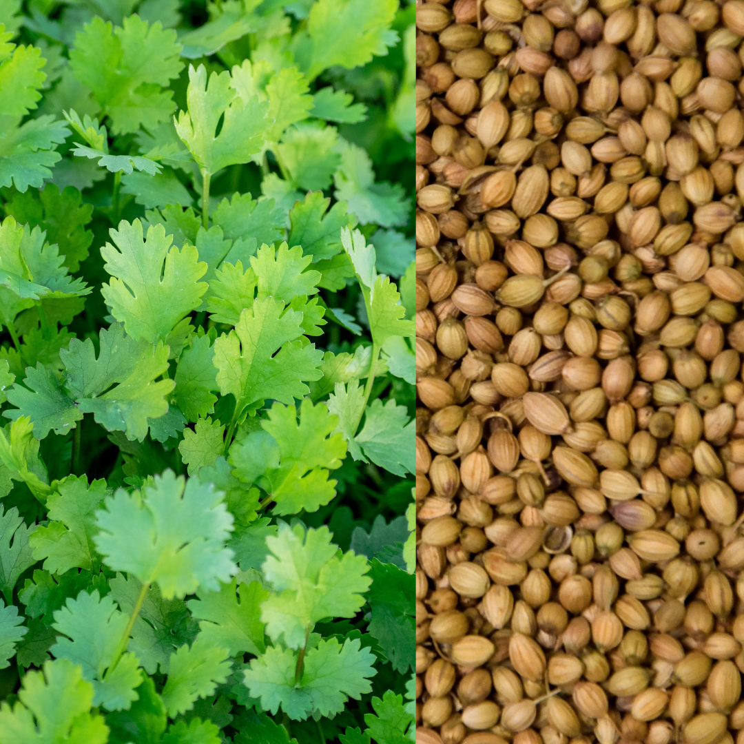 Coriander Essential Oil